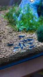 Blauwe garnalen - Blue Dreams, Dieren en Toebehoren, Vissen | Aquariumvissen, Kreeft, Krab of Garnaal