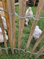 Brama kuikens hennen grijs, Dieren en Toebehoren, Vrouwelijk, Tropenvogel