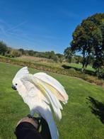 Witkuif kaketoe, Dieren en Toebehoren, Vogels | Parkieten en Papegaaien, Vrouwelijk, Papegaai, Pratend