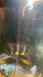 Frontosa man 20/25 cm €15, Dieren en Toebehoren, Vissen | Aquariumvissen, Vis