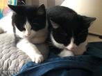 Gratis Kittens: ying en yang, Dieren en Toebehoren, Katten en Kittens | Overige Katten, Meerdere dieren