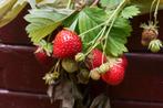 Fragaria Ostaria | Aardbei 3x, Tuin en Terras, Planten | Tuinplanten, Ophalen, Volle zon, Vaste plant, Zomer