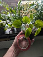 pannenkoekplantje, Ophalen, Overige soorten, Halfschaduw, In pot