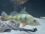 Cichla Monoculus, Vis, Zoetwatervis