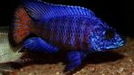 Malawi Cichliden: Aulonocara ngara, Vis, Zoetwatervis