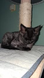 For ever home gezocht voor maine coon kitten, Meerdere dieren