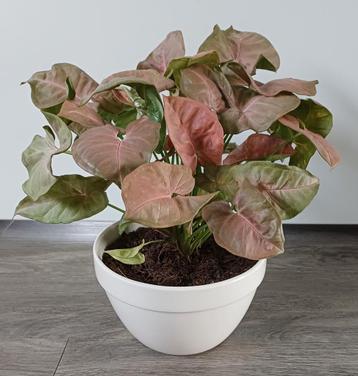 Mooie roze Syngonium in leuke cremkleurige sierpot. beschikbaar voor biedingen