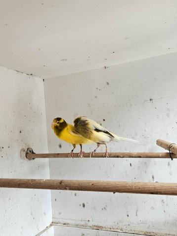 Yorkshire kanarie koppel €130 totaal beschikbaar voor biedingen