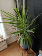 Grijze bloempot met yucca, Ophalen, Halfschaduw, Minder dan 100 cm