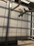Vrouwtje Agapornis inclusief kooi met speelgoed, Dieren en Toebehoren, Vogels | Parkieten en Papegaaien, Geslacht onbekend, Dwergpapegaai of Agapornis