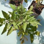 Tomaten plantjes  🌿🍅...., Ophalen, Zomer, Groenteplanten, Volle zon