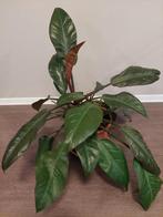 philodendron imperial red, Ophalen, Overige soorten, Halfschaduw, Minder dan 100 cm