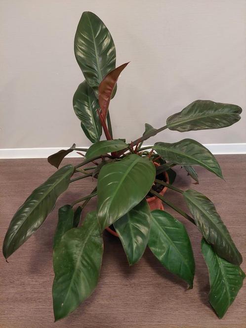 philodendron imperial red, Huis en Inrichting, Kamerplanten, Overige soorten, Minder dan 100 cm, Halfschaduw, Ophalen
