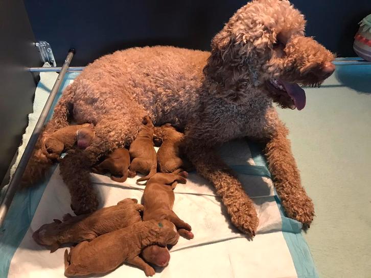 Huiskamer nestje medium labradoodle puppy’s geboren!, Dieren en Toebehoren, Honden | Niet-rashonden, Middel, Geslacht onbekend
