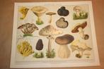 Antieke kleurenlitho - Eetbare paddestoelen - Circa 1885 !!, Antiek en Kunst, Ophalen of Verzenden