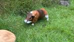2 cavia baby broertjes, Juli, Mannelijk, Cavia