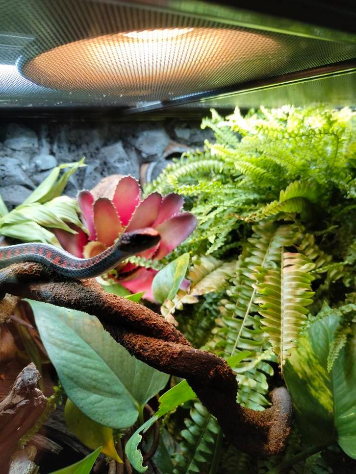 Thamnophis Sirtalis infernalis 0.2