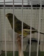 2025 Canarie, Dieren en Toebehoren, Vogels | Kanaries