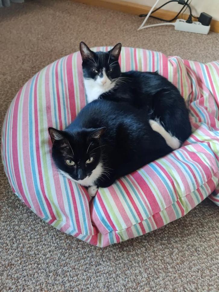 Fijn huis met tuin gezocht, gratis op te halen, Dieren en Toebehoren, Katten en Kittens | Overige Katten, Kortharig, Poes, 0 tot 2 jaar