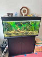 groot aquarium en terrarium, Ophalen, Gevuld zoetwateraquarium
