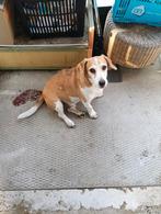 Beagle, Dieren en Toebehoren, 6 jaar of ouder, Particulier, Reu, Buitenland