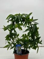 **Passiebloem (Passiflora) - 40 cm hoog in C2, Tuin en Terras, Planten | Tuinplanten, Ophalen, Zomer, Overige soorten, Volle zon