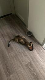 Poes, Dieren en Toebehoren, Katten en Kittens | Raskatten | Korthaar, Poes
