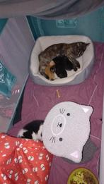 Super mooie kittens! Moeder Half Maine Coon., Dieren en Toebehoren, Katten en Kittens | Overige Katten, Meerdere dieren, Langharig