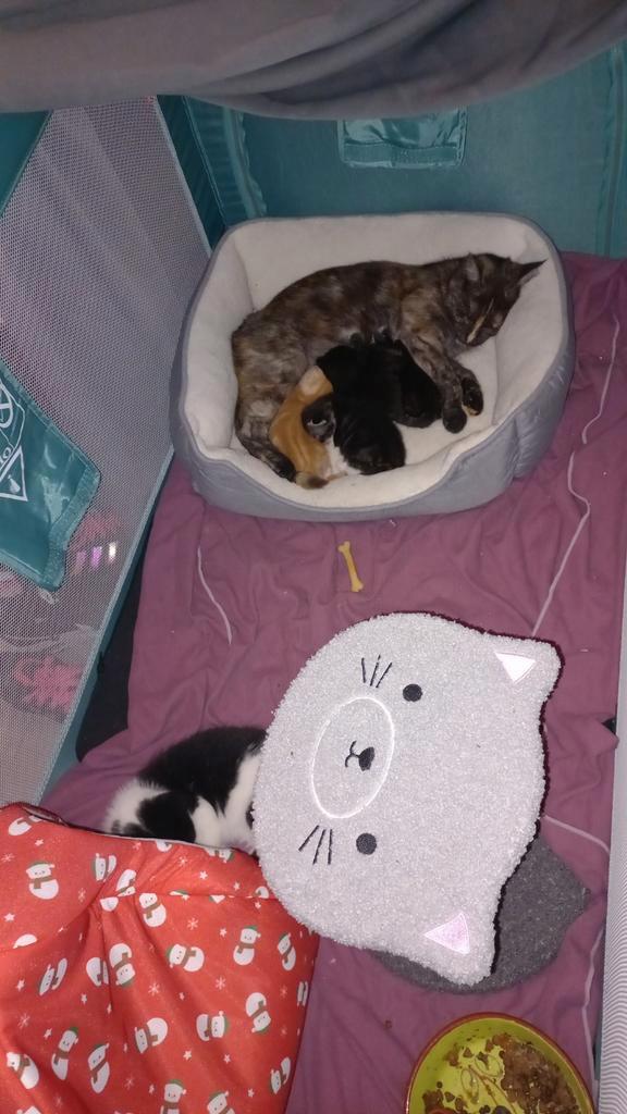 Super mooie kittens! Moeder Half Maine Coon., Dieren en Toebehoren, Katten en Kittens | Overige Katten, Langharig, Meerdere dieren