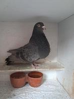 Oliebonte Ras Duif, Dieren en Toebehoren, Vrouwelijk, Kropper