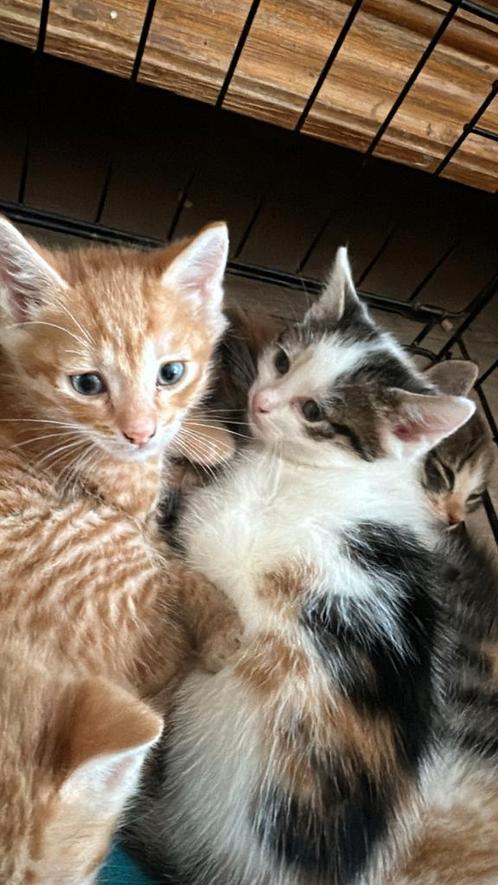 Kittens bijna 6 weken, Dieren en Toebehoren, Katten en Kittens | Overige Katten, Meerdere dieren