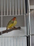 Binsenastrilde, Dieren en Toebehoren, Vogels | Overige Vogels, Vrouwelijk