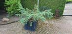 Vaste plant in bak (Gratis), Tuin en Terras, Planten | Tuinplanten, Volle zon, Vaste plant, Bloeit niet, Ophalen