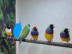 Tekoop mooie gouldamadines!, Dieren en Toebehoren, Vogels | Overige Vogels, Mannelijk