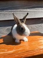 Lief tam konijntje🐇, Dieren en Toebehoren, Konijnen, Mannelijk, Dwerg, 0 tot 2 jaar