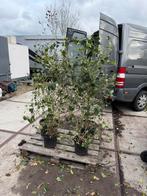 Hedera superplanten snel dicht boven 2mtr slechts 250 st, Tuin en Terras, Ophalen, Vaste plant, Bloeit niet, Halfschaduw