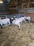 Walliser schwarznase stamboek ooilammeren, Dieren en Toebehoren, Schapen, Geiten en Varkens, Vrouwelijk, Schaap, 0 tot 2 jaar