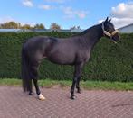 Mooie 8 jarige merrie van zonik., Dieren en Toebehoren, Paarden, Merrie, B, Gechipt, Dressuurpaard