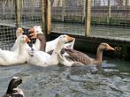 Boeren Bonte Gans | Passend advies, Dieren en Toebehoren, Pluimvee, Meerdere dieren, Gans of Zwaan