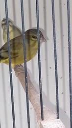 Bastaard cini x chineese groenling, Dieren en Toebehoren, Vogels | Overige Vogels, Mannelijk