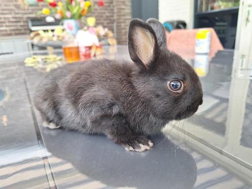 Jong dwergkonijntje, Dieren en Toebehoren, Konijnen, Klein, Vrouwelijk, 0 tot 2 jaar
