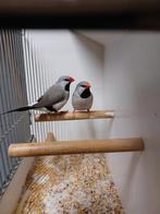 Koppel grijze spitsstaartamadines, Dieren en Toebehoren, Vogels | Overige Vogels, Meerdere dieren