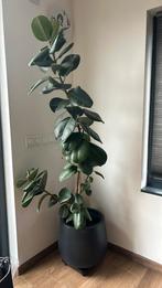 Vetplant groot, Huis en Inrichting, Kamerplanten, Ophalen, Overige soorten, Halfschaduw, In pot