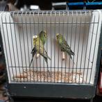 grasparkieten, Mannelijk, Parkiet