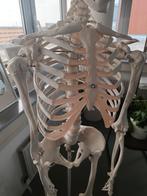 Skelet geraamte voor medische doeleinden Anatomie, Ophalen of Verzenden, Zo goed als nieuw