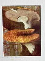 1932 OUD Zadelzwam Polyporus aquamosus, Antiek en Kunst, Ophalen of Verzenden