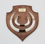 Groot schild tanden EVERZWIJN / WILD ZWIJN - ref.  N, Ophalen of Verzenden, Gebruikt, Wild dier, Overige typen