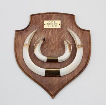 Groot schild tanden EVERZWIJN / WILD ZWIJN - ref.  N beschikbaar voor biedingen