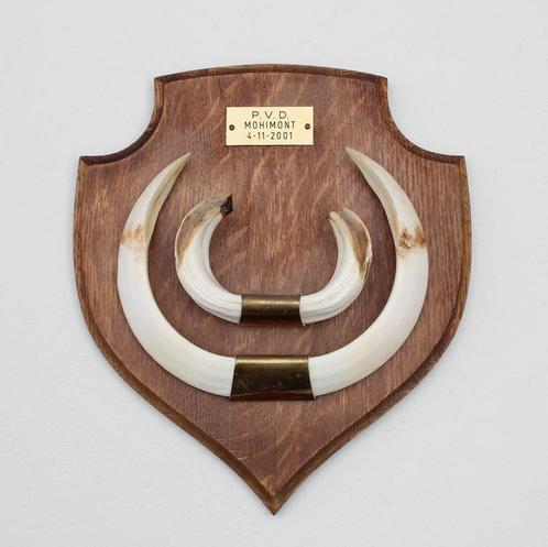 Groot schild tanden EVERZWIJN / WILD ZWIJN - ref.  N, Verzamelen, Dierenverzamelingen, Gebruikt, Overige typen, Wild dier, Ophalen of Verzenden
