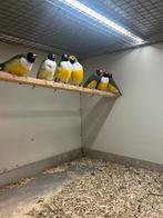 Gouldamadines Witborst/Paarsborst, Dieren en Toebehoren, Meerdere dieren, Tropenvogel